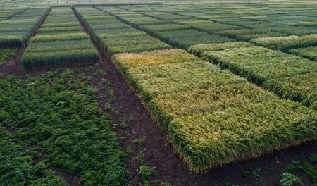 Aerial image of agricultural test plots with different sorts of cereal crops, hybrids, shoot from...