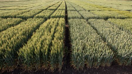 Aerial image of agricultural test plots with different sorts of cereal crops, hybrids, shoot from droneの写真素材