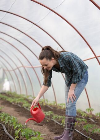 Farmer woman watering tomato seedlings from water can in greenhouseの写真素材