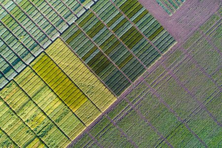 Top view of agricultural test plots with different sorts of cereal crops, hybrids, shoot from droneの写真素材
