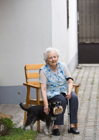 Cute dog miniature schnauzer standing beside old lady with stickの写真素材