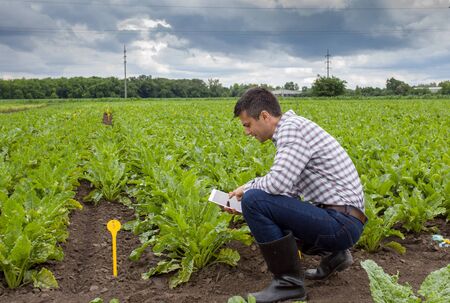 Handsome farmer with laptop squatting beside sugar beet plants in field in summer time