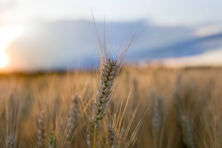 Close up of spike of ripe barley crop in golden field with blue sky and white cloud  in backgroundの写真素材