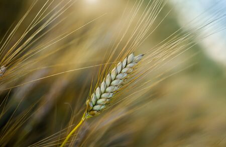 Close up of spike of ripe barley crop in golden field in summer time before harvestの写真素材