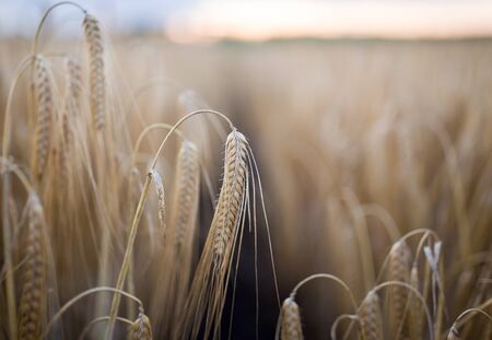 Close up of spike of ripe barley crop in golden field in summer time before harvest