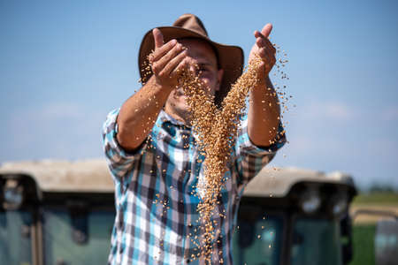 Satisfied young farmer sitting in trailer in field and throwing harvested wheat grainsの写真素材