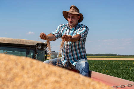 Satisfied young farmer sitting in trailer in field and holding harvested wheat grains
