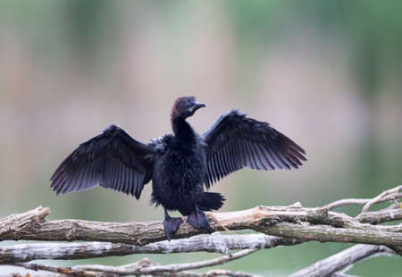 Young grebe bird with  spread wings drying on branch after diving in pondの写真素材