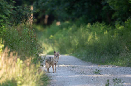 Golden jackal, southeast europe wildlife animal, standing in forest, in natural habitat