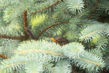 Common blackbird (Turdus merula) peeking on fir treeの写真素材