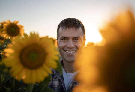 Handsome farmer standing in sunflower field in summer at sunset