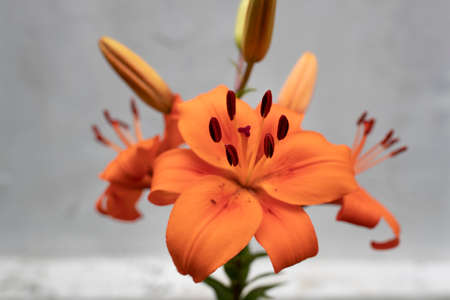 Close up of orange lily flower in gardenの写真素材