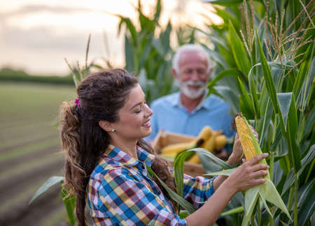 Father and daughter working on family agricultural business, checking corn quality in field in...