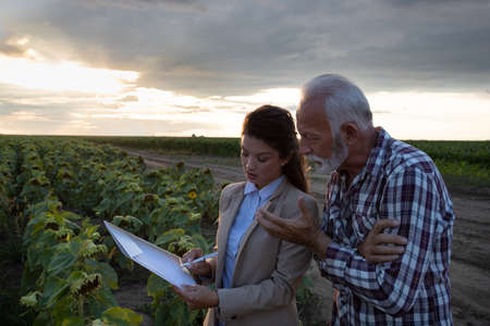 Senior farmer and young business woman standing in sunflower field and reading insurance contract in...