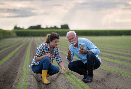 Father and daughter farmers, checking carrot quality in field in summer timeの写真素材