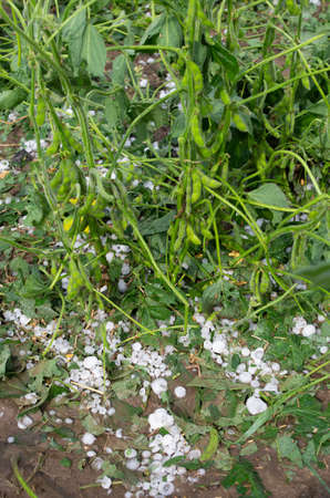Hail storm damaging peas crops in summer time. Agricultural disaster