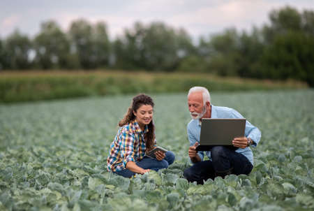 Mature farmer and young woman with laptop squatting in vegetable garden and checking qualityの写真素材