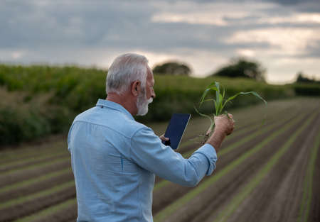 Senior peasant holding tablet and looking at corn plant with root in field in summer timeの写真素材