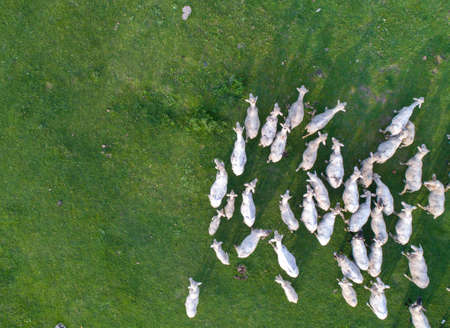 Top view of sheep flock on green grassland shoot from drone