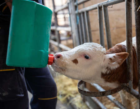 Senior farmer feeding baby animal holstein calf with milk from bucket with pacifierの写真素材