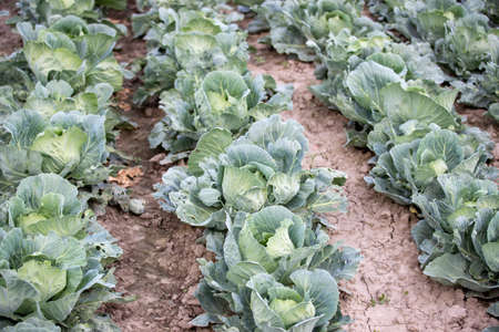 Cabbage plantation or vegetable garden in summer time