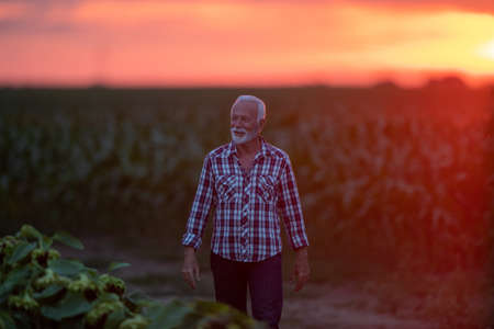 Portrait of satisfied mature farmer walking in sunflower field at sunsetの写真素材