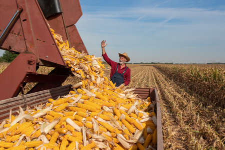 Satisfied senior farmer looking at combine harvester throwing corn cobs in trailer on field during...
