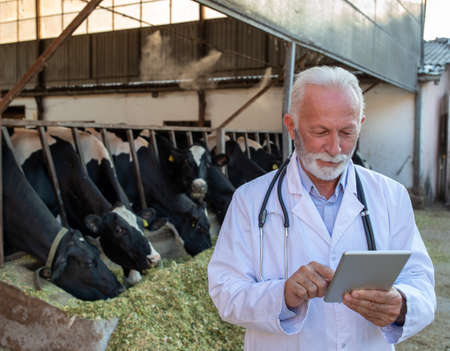 Mature adult veterinarian in white coat and with stethoscope looking at tablet in front of holstein...