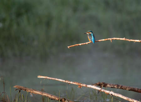 Common kingfisher bird ( alcedo atthis) standing on branch while other bird flying in background