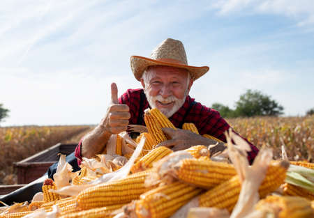 Happy and excited senior farmer hugging corn cobs in tractor trailer during harvest and showing thumb up as satisfied gestureの写真素材