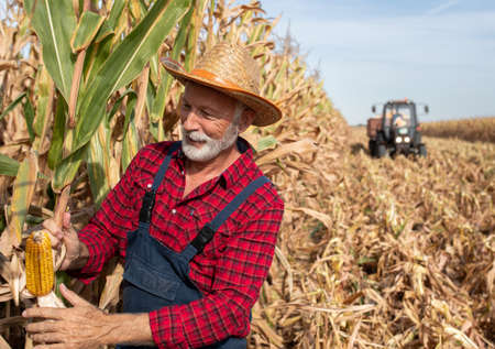 Farmer checking corn cob quality during harvest in fall with tractor in backgroundの写真素材