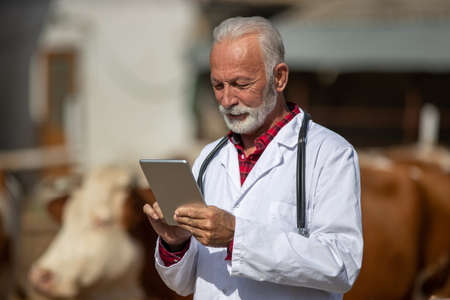Mature adult veterinarian in white coat and with stethoscope looking at tablet in front of cattle in barnの写真素材