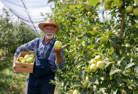 Farmer with straw hat holding crate full of golden delicacy apples in orchard during harvest in late...