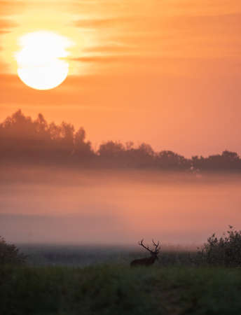 Red deer with big antlers walking on meadow on foggy morning with big sun raising behind trees. Wildlife in natural habitatの写真素材