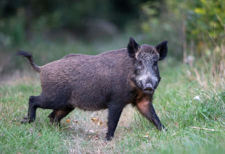 Wild boar (sus scrofa ferus) standing on meadow in forest in summer time. Wildlife in natural habitatの写真素材