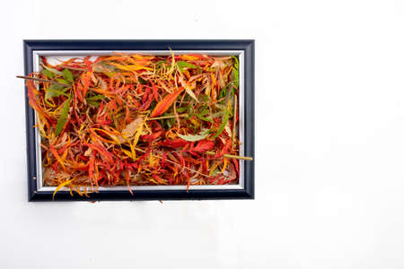 Colorful autumn leaves in image frame on white background