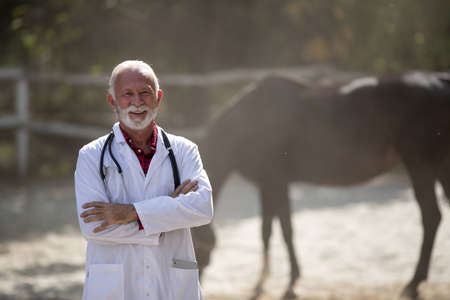 Portrait of senior veterinarian in white coat standing in front of horses on ranchの写真素材