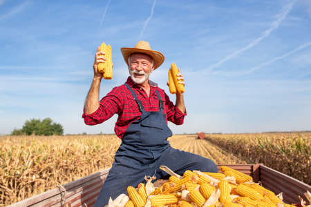Senior farmer sitting in tractor trailer and holding corn cobs while combine harvester working in...