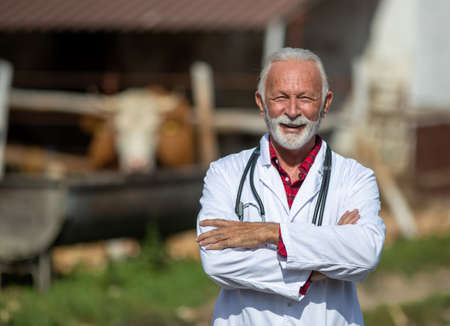 Portrait of senior veterinarian in white coat with stethoscope standing in front of cows on ranchの写真素材