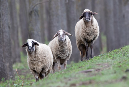 Sheep flock walking free on grassland and forest. Organic breeding and farming conceptの写真素材