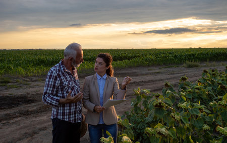 Senior farmer and young business woman standing in sunflower field and reading insurance contract in...