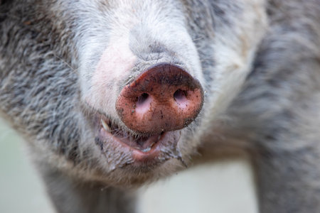 Close up of dirty pig's snout and mouth of old traditional mangalitsa breedの写真素材