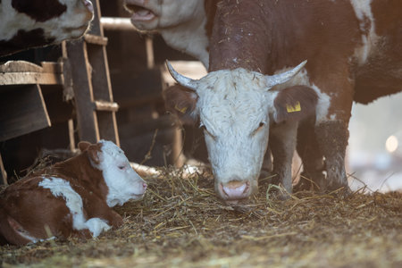 Small calf, newborn baby animal lying on straw beside cow in barnの写真素材