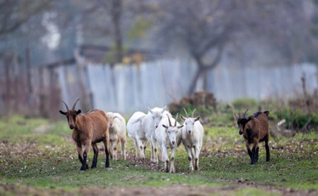 Flock of alpine and saanen goats walking free on meadow in forest beside water. Traditional organic livestock breedingの写真素材