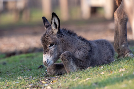 Small donkey baby animal resting on meadow in front of forestの写真素材