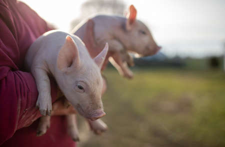 Farmer holding two small piglets in hands on ranchの写真素材
