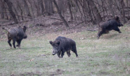 Group of wild boars (sus scrofa ferus) running on meadow in forest in winter time.  Wildlife in natural habitatの写真素材