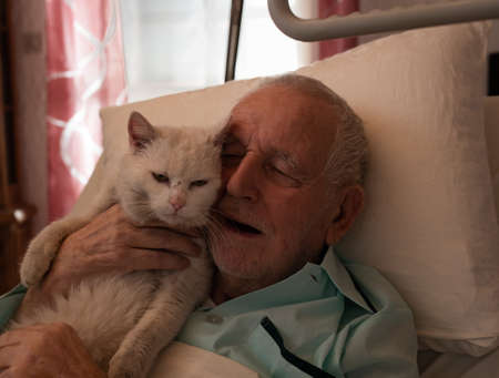 Senior man in medical bed hugging cute white cat. Pet therapy with elderly peopleの写真素材
