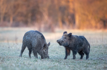 Two wild boars (sus scrofa ferus) eating on meadow in front of forest. Wildlife in natural habitatの写真素材