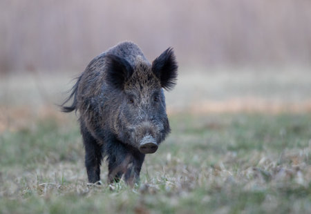 Wild boar (sus scrofa ferus) walking in forest and looking at camera. Wildlife in natural habitatの写真素材
